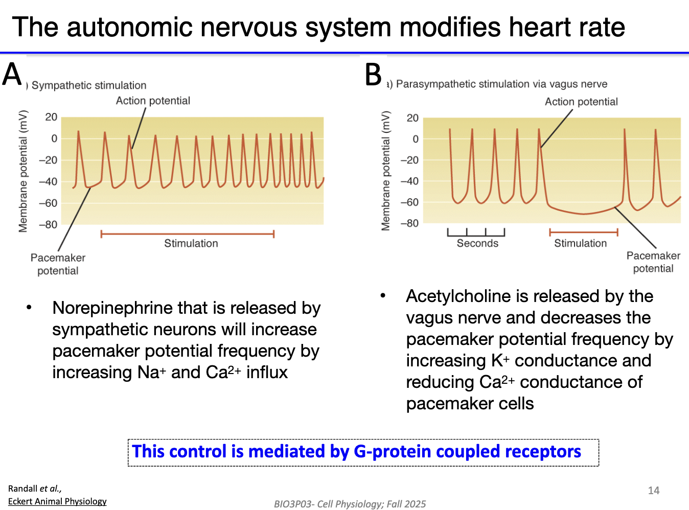 <ul><li><p><strong>Sympathetic (fight-or-flight):</strong> Norepinephrine ↑ funny current + Ca²⁺ currents → steeper pacemaker depolarization → <strong>faster heart rate</strong> (action potentials closer together).</p></li><li><p><strong>Parasympathetic (vagus nerve):</strong> Acetylcholine ↑ K⁺ efflux + ↓ funny current + Ca²⁺ currents → slower depolarization → <strong>slower heart rate</strong>.</p></li><li><p>Heart rate is controlled by a <strong>balance</strong> of “gas” (sympathetic) and “brake” (parasympathetic), acting simultaneously on pacemaker cells.</p></li></ul><p></p>