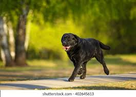 <p><strong>As you are walking in the park, a huge black Labrador (dog) runs up to you and places his paws on your shoulders. Immediately your heart starts racing, you feel palpations and anxiety, and your hands become a little shaky. The nurse knows that this response is primarily caused by</strong></p><p>A) fear of dogs that make you feel like your chest is being tightened and that you have lost control of the situation.</p><p>B) increased levels of glucocorticoids by the adrenal glands that result in an increase in epinephrine level.</p><p>C) response of the cholinergic muscarinic receptors on innervational targets of postganglionic fibers.</p><p>D) stimulation of the release of β2-adrenergic receptors, which will open the airway and increase oxygenation.</p>