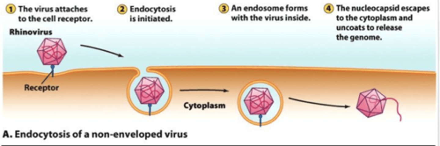 <p>Some complementary receptors trigger endocytosis; viruses may also use an amino acid shape to bind to the receptor and trigger endocytosis because the cell thinks it is taking in a protein molecule</p>