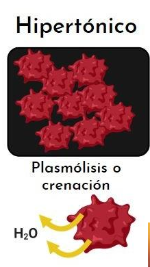 <p>¿Qué le sucede a un eritrocito (glóbulo rojo) si se coloca en una solución <strong>hipertónica</strong>?</p>