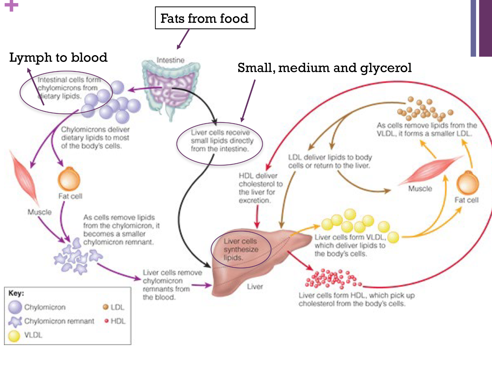 <p>•VLDL=carry triglycerides and other lipids made in the liver to the body cells for their use.</p><p>•LDL= &nbsp;transport cholesterol and other lipids to the tissues. LDL are made from VLDL after they have donated many of their triglycerides to body cells.</p><p>•HDL =important for carrying</p><p>cholesterol AWAT from body cells to the liver for</p><p>disposal</p>