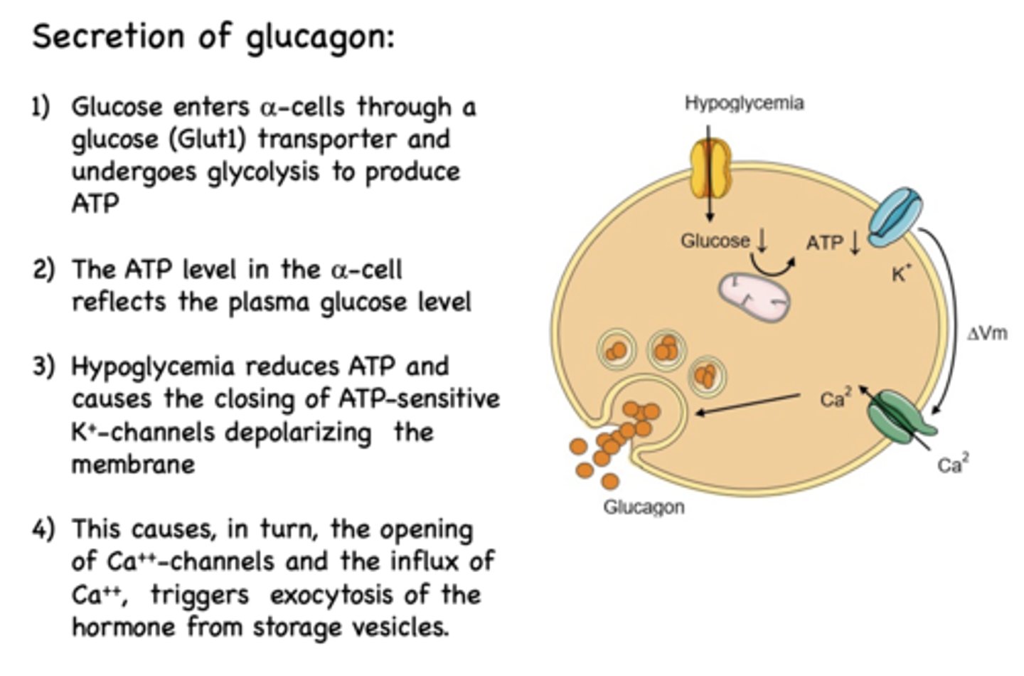 <p>exocytosis of glucagon from storage vescicles</p>