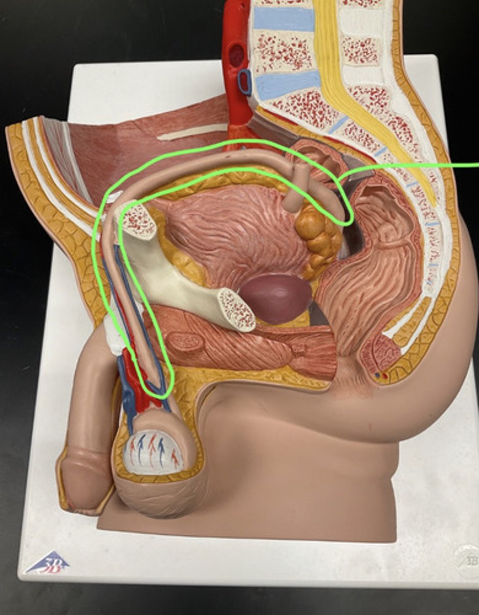 <p>vas deferens (male)</p>