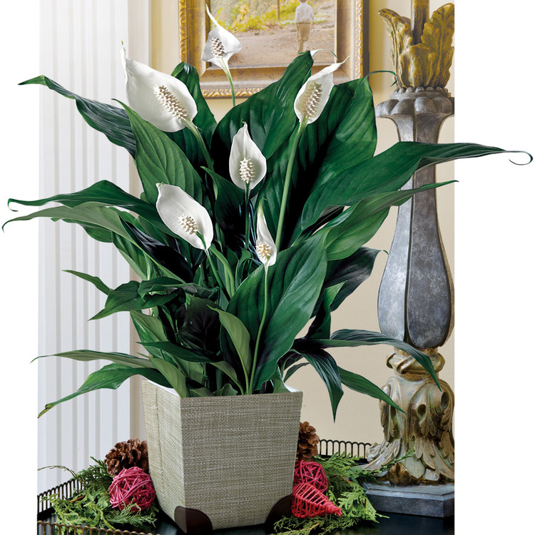 <p><em>Spathiphyllum</em></p>