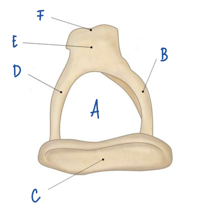 <p>What part of the stapes is labeled E?</p>