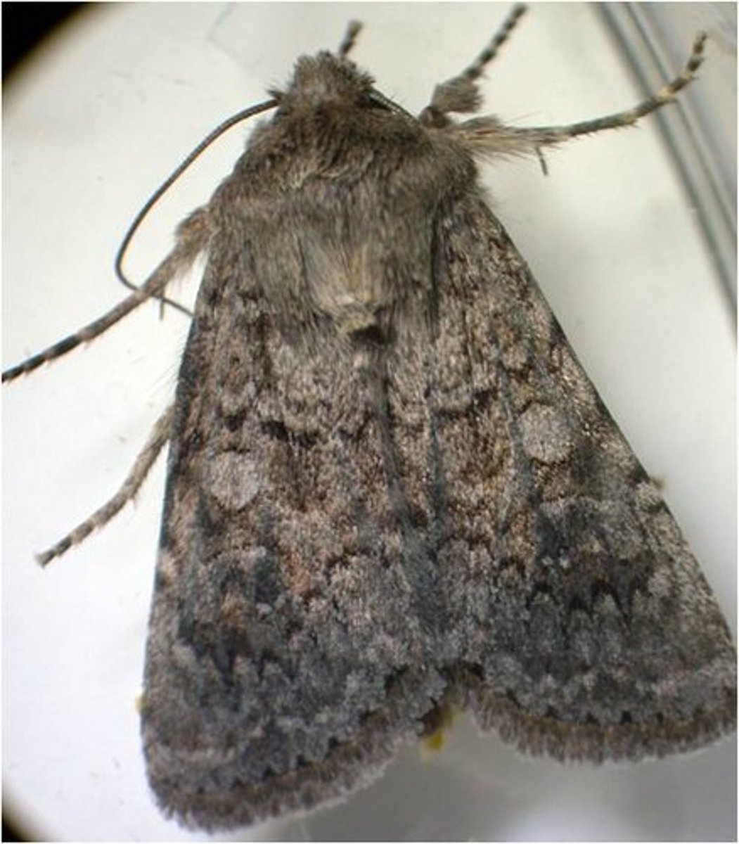 <p>Uilen, onopvallende gekleurd (meeste), donkere en lichte gebieden in vleugel, nachtvlinder</p>