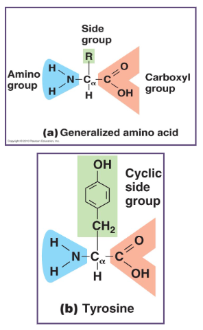 <p>made up of building blocks:<strong> amino acids (individual units)</strong></p>