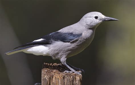 Gray back, black wings, **white trailing edge on wings, white tail with some black feathers**. Males and females similar.