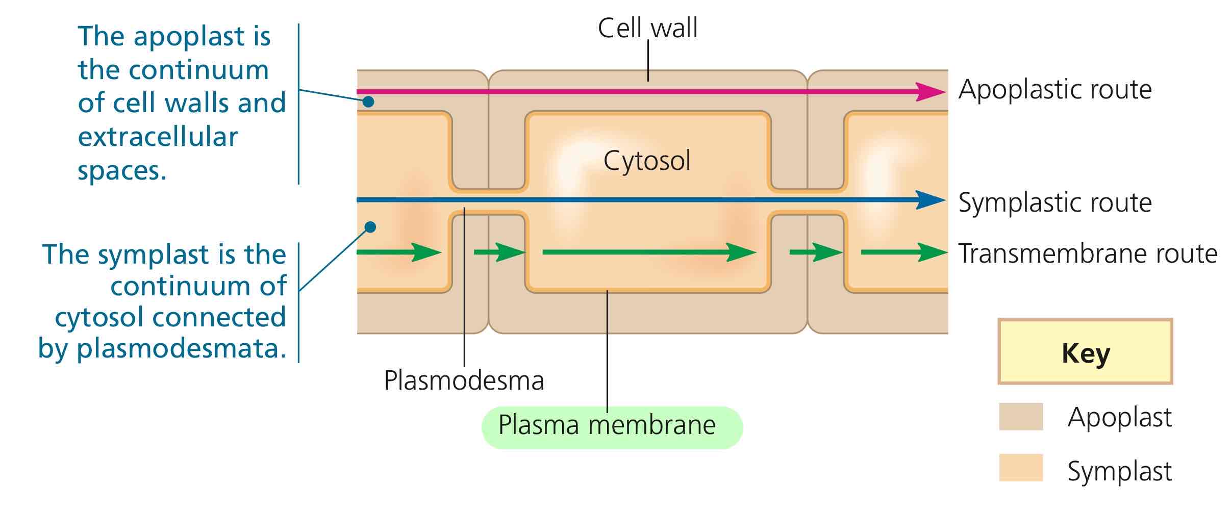 <p>The cell membrane.</p>