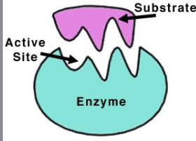 <p>Enzyme</p>