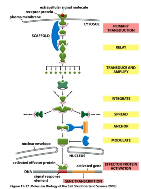 <p>Primary Transduction</p><p>Relay</p><p>Transduce and Amplify</p><p>Integrate</p><p>Spread</p><p>Anchor</p><p>Modulate</p><p>Effector Protein Activation</p>