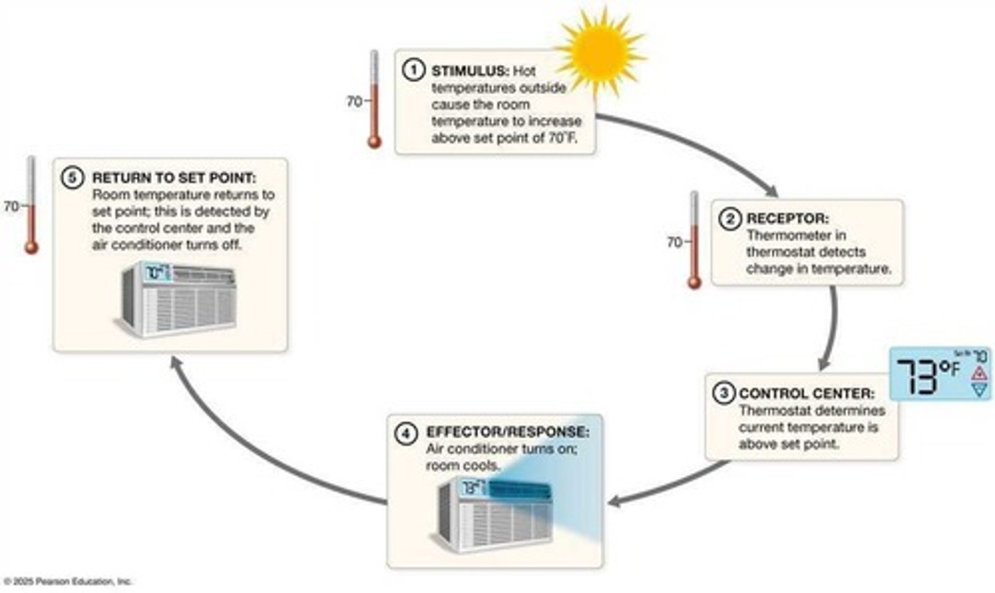 <p>Mechanisms regulating homeostasis through responses.</p>