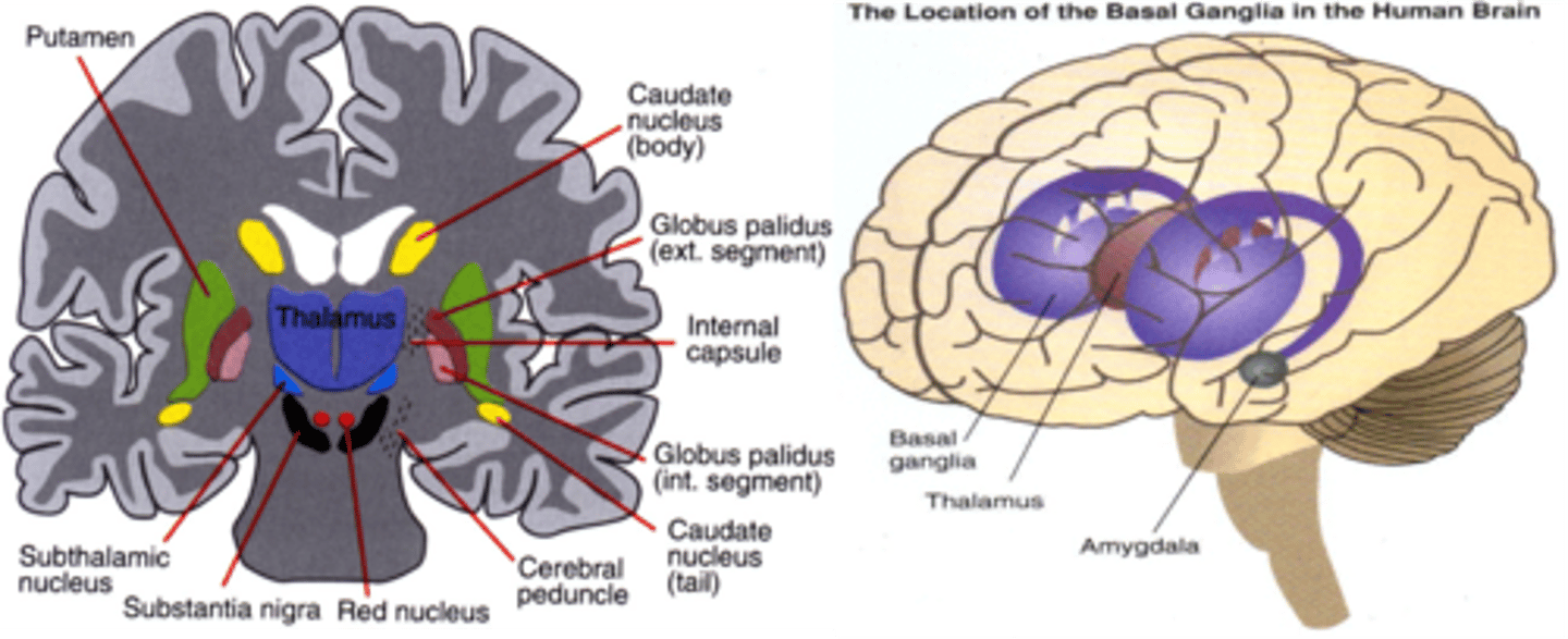 <p>2segments</p><p>GPi (internal) → medial</p><p>GPe (external) → lateral</p><p>Medial to putamen</p><p>One of the major outputs</p><p>Has inhibitory connections with thalamus</p>