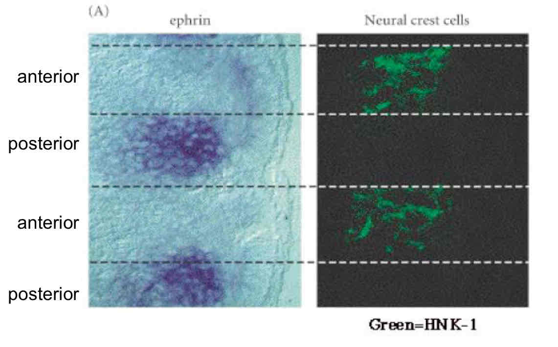 <p>Ephrin (ligand) binds to Eph which is the receptor on the neural crest cell membrane and repel the cel migration</p>