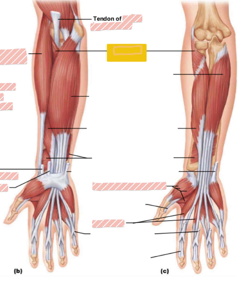 <p>Anterior arm - DEEP</p>