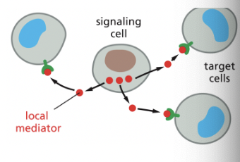 <p>signaling depends on local mediators that are released into the extracellular space & act on nearby cells</p><ul><li><p>ex) puncture injury to the sin will trigger a local inflammatory response, causing local capillaries to dilate & become leaky</p></li></ul><p></p>