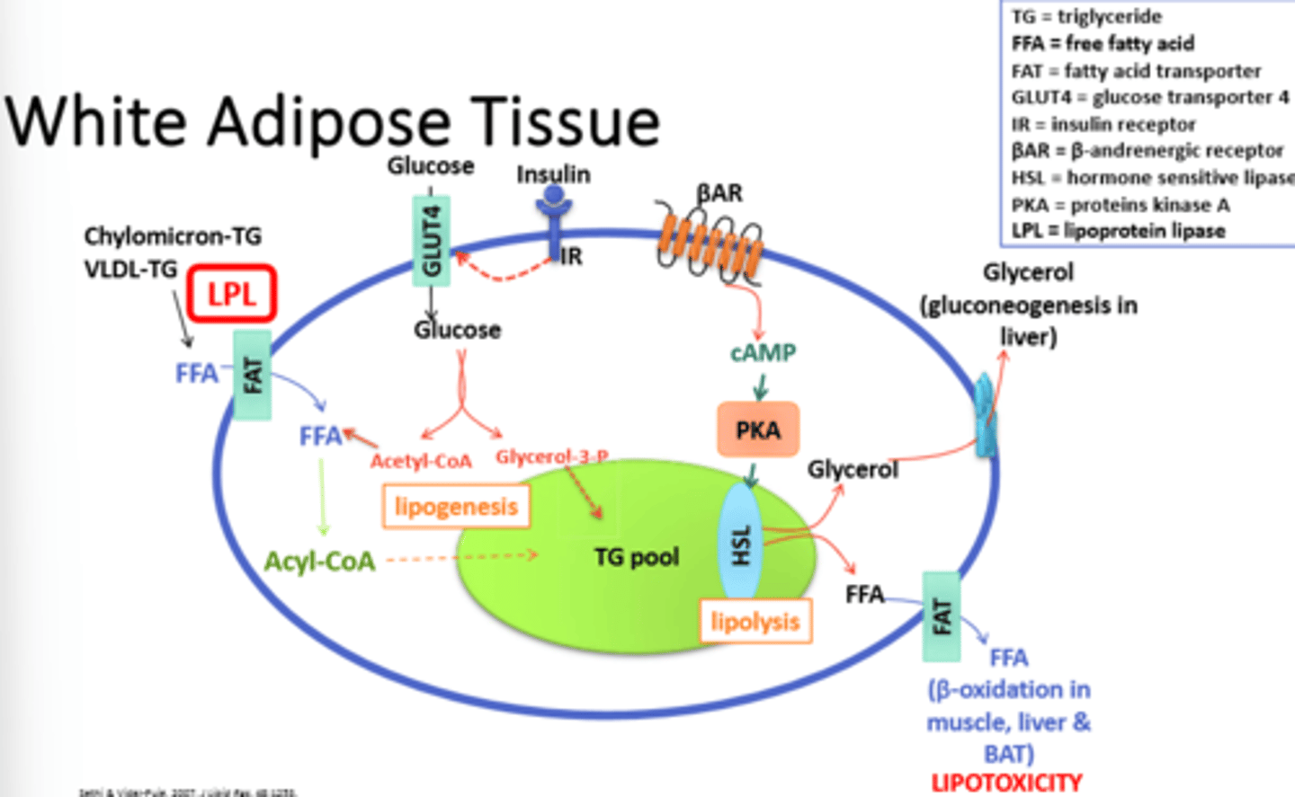 knowt flashcard image