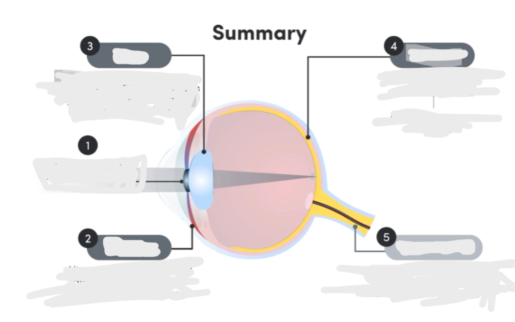 <p>Label the eye</p>