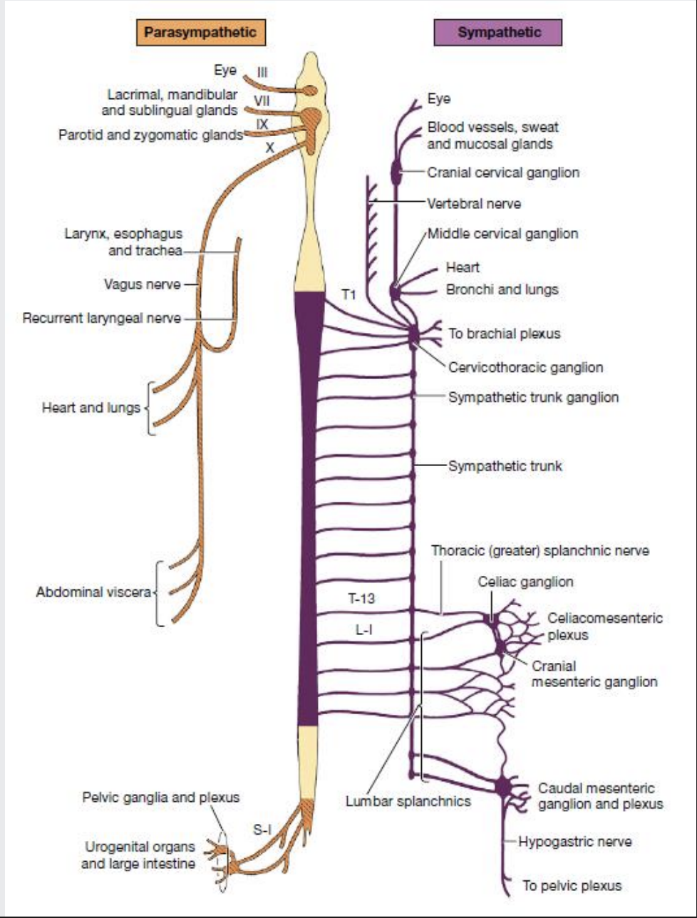 <p>Liver is innervated both sympathetic and parasympathetic nerves</p><p></p><p>It receives fibers from the vagal trunk and sympathetic axons from celiac plexus/ganglion</p><p></p><p>Vagal axons reach the abdomen by passing through the diaphragm with the oesophagus</p>