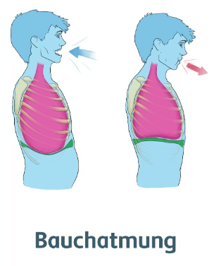<p>Einatmung:</p><ul><li><p><strong>Zwerchfell kontrahiert</strong> und flacht dadurch ab => Eingeweide werden nach unten gedrückt => Brustvolumen wird grösser => Unterdruck => Sog: Luft wird in die Lunge hineingezogen</p></li></ul><p>Ausatmung:</p><ul><li><p>Eingeweide u. Bauchmuskulatur drücken nach oben //<strong> Zwerchfell erschlafft </strong>und wird wieder kuppelförmig => Brustvolumen wird kleiner => Luft wird aus der Lunge hinausgepresst</p></li></ul>