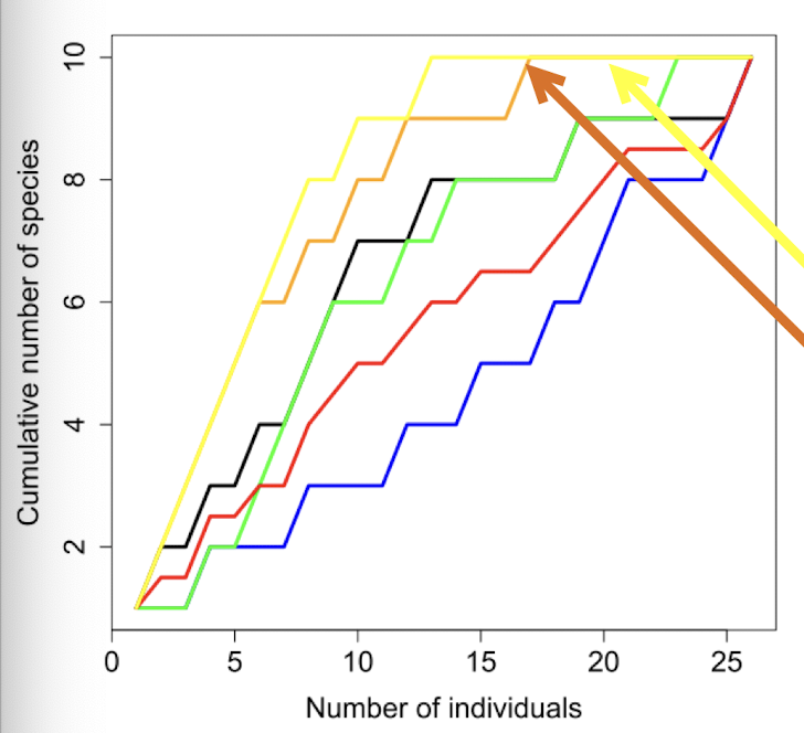 <p>number of species increases as numbers of individuals examined increases but with diminishing returns</p><p>depends on order sampled, which is why it changes every time you do it</p><p>individual component of rare fraction curve</p><p>control with rarefaction</p>