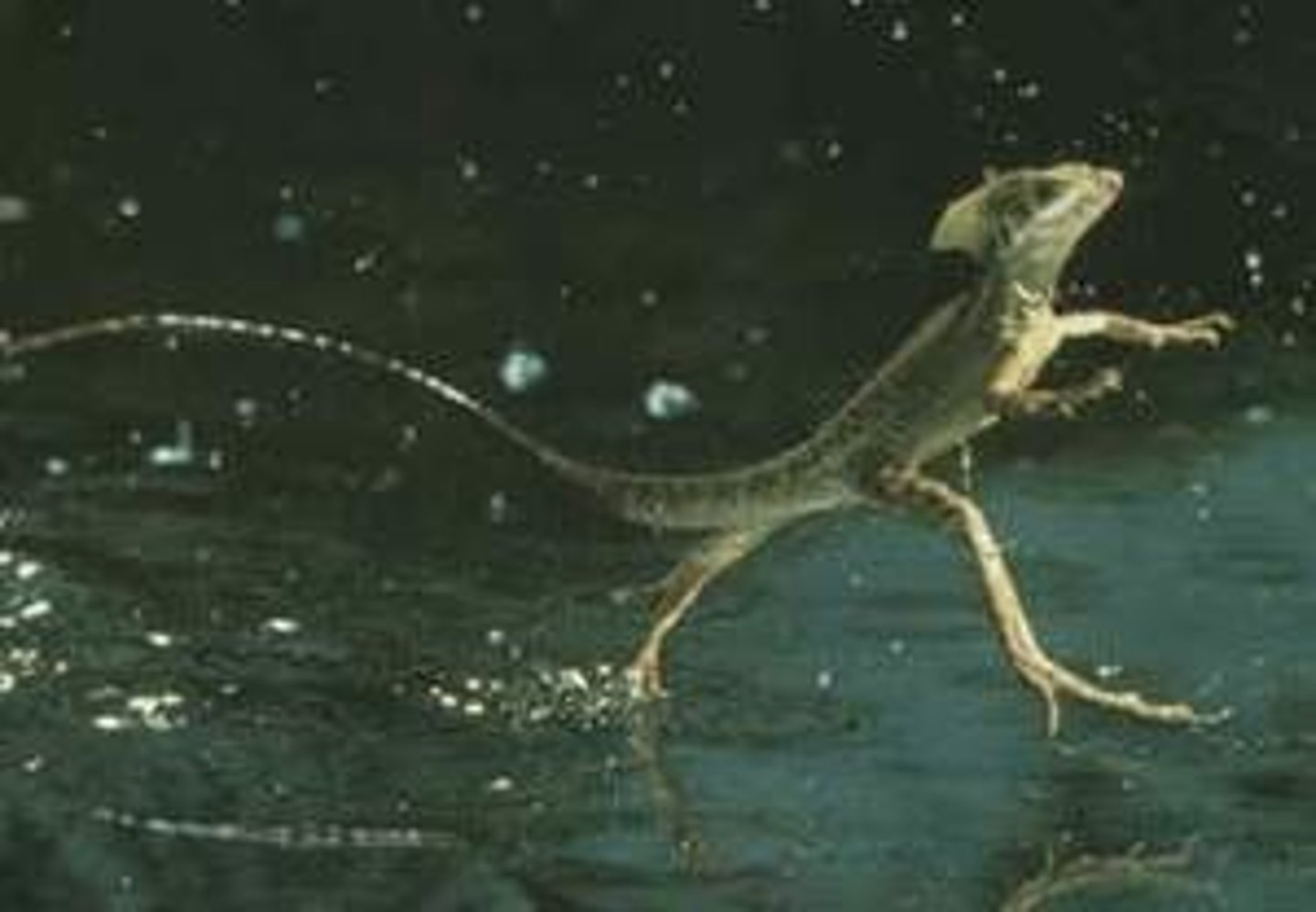<p>Casque-headed lizards:</p><p>- run on water</p><p>- head adornments</p>