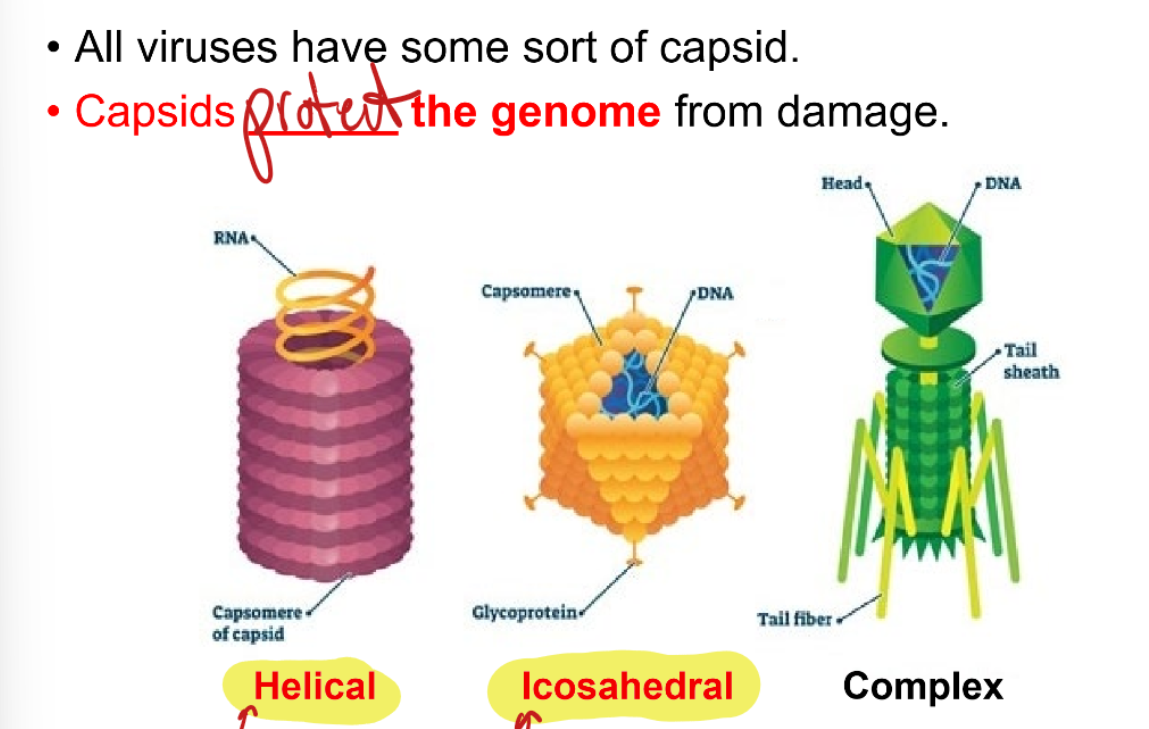 <p>Capside protect the genome from damage to ensure DNA transfer to the host cell is complete</p><p>There is helical, wraps around genome. Icosahedral which creates many triangles around the genome, and complex</p>