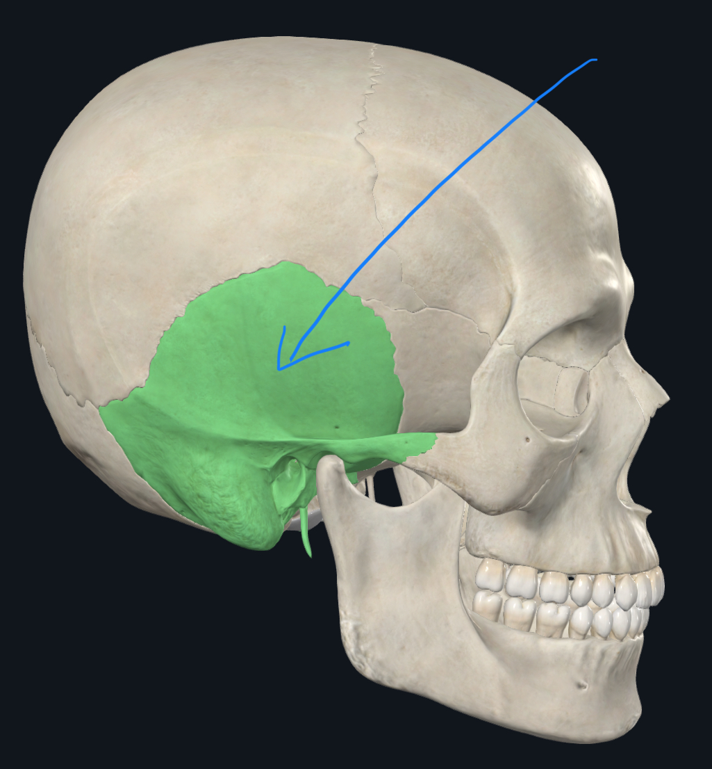 <p>what part of the skull is this?</p>