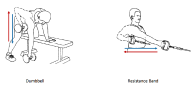 <p>These 2 isotonic exercises are called what?</p>