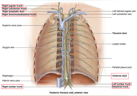 <p>largest lymphatic vessels that form the main parts of the transporting vessels</p><ul><li><p>lymphatic fluid is mixed into the venous blood via lymphovenous anastomoses</p></li></ul><p></p>