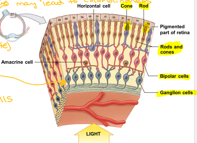 <ol><li><p>Rods and cones (Red)</p></li><li><p>Outer synaptic layer (Octopuses)</p></li><li><p>Bipolar layer (2 processes, axon + dendrite)(Best)</p></li><li><p>Inner synaptic layer (In)</p></li><li><p>Ganglion layer (Green)</p></li><li><p>Axonal layer (axons of ganglion cells) (Algae)</p></li></ol><p></p>
