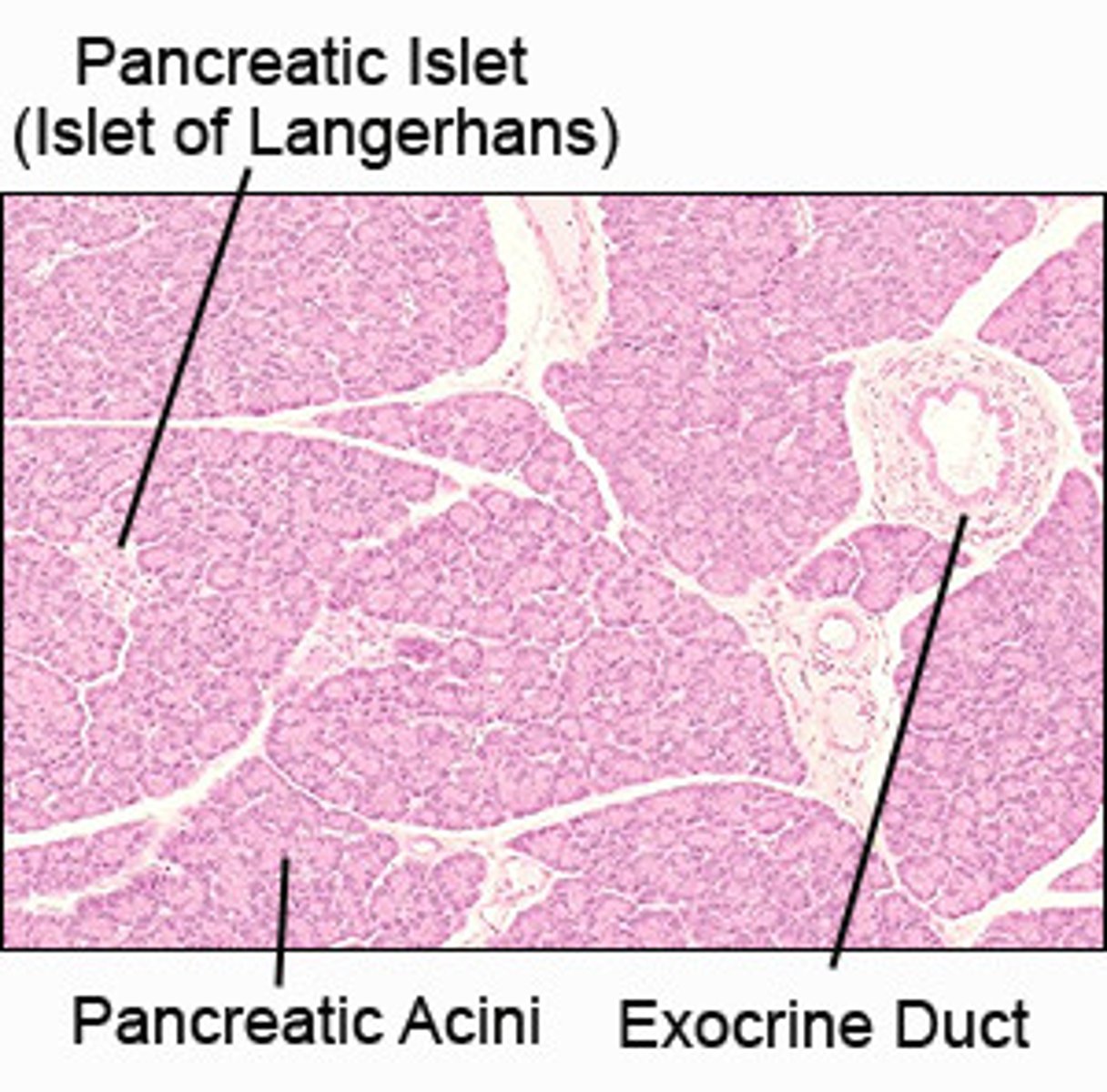 <p>Secretory cells that surround the Islet of Langerhans</p>