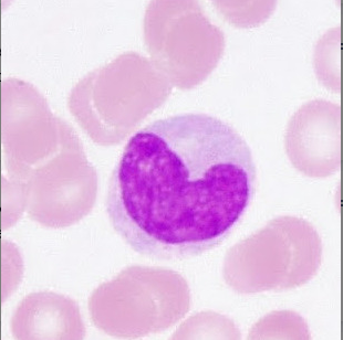 <p>agranular leukocyte that can migrate into tissues and transform into a macrophage.</p>