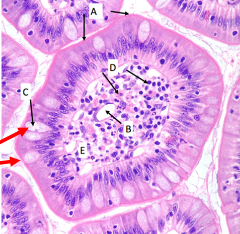 knowt flashcard image