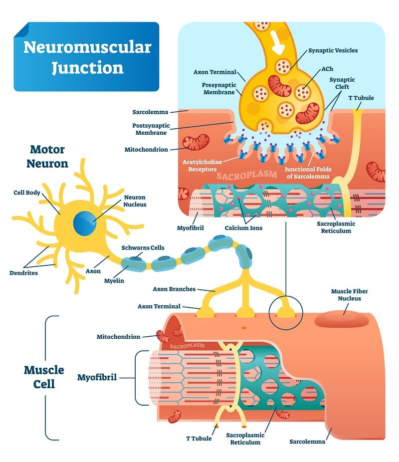 <p>The <strong>neuromuscular junction</strong> is the synapse where a chemical message is sent into the muscle tissue to stimulate a contraction. </p><p><strong>Motor neurons</strong> are the neurons that carry the signal to stimulate the contraction. </p><p><strong>Acetylcholine</strong> is the neurotransmitter (the chemical) released at the neuromuscular junction signalling muscle contraction. </p><p><strong>Muscle fiber</strong> receives the signals to contract. </p><p><span><img src="https://lh7-us.googleusercontent.com/ejQqcB01XIBmJheYYnUxSwSaLjByybvEzT5xPHXbIx4IGafpAe6lOOfXSS_9ygLnR0Yahzvq4k17GoWPg0jWA9lI5KHp0ipEzV-KFY7db0C781KcbX4N_6mMiacKoEJDvOuOs4SeARxeqgdPqF0MAyw" alt="Frontiers | The TOR Pathway at the Neuromuscular Junction: More Than a  Metabolic Player?" width="368" height="125"></span></p>