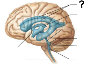 <p>What structure, labeled <strong>“?</strong>”, is the <strong>starting point</strong> of <strong>cerebrospinal fluid circulation </strong>in the brain?</p>