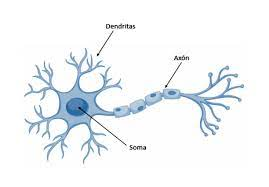 <p>Partes de la neurona</p>