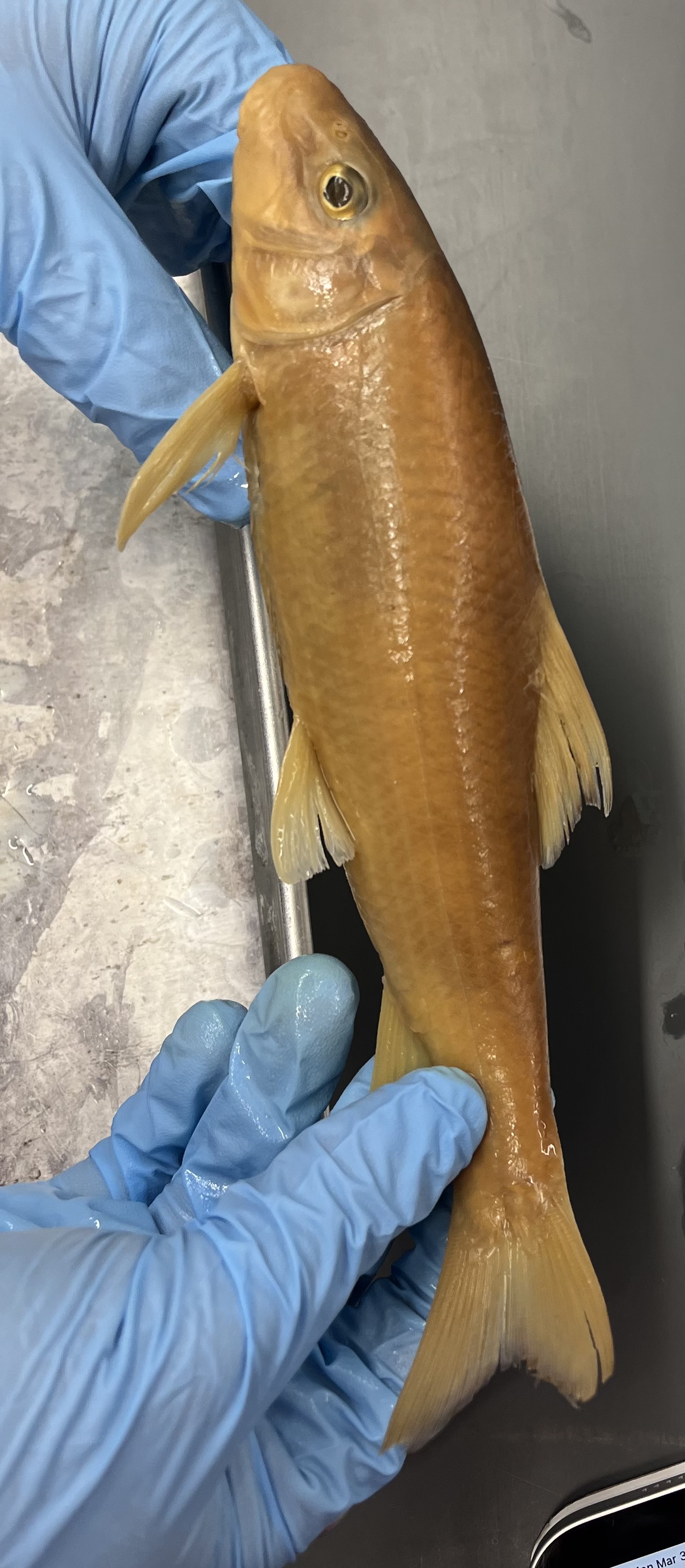 <p>Lined lips</p><p>Small mouth</p><p>Concave chin</p><p>Big eyes</p><p>Thin black outline on dorsal and caudal fin</p>