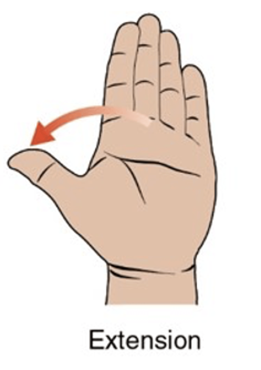 <ul><li><p>frontal plane, sagittal axis</p></li><li><p>movement of the thumb laterally, away from the palm and little finger</p></li><li><p>ROM: 0-20 degrees</p></li></ul><p></p>