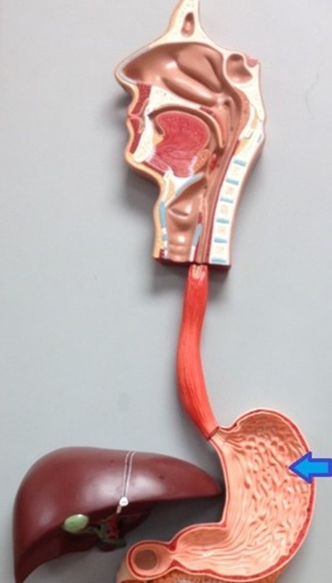 <p>An organ that stores and breaks down food.</p>