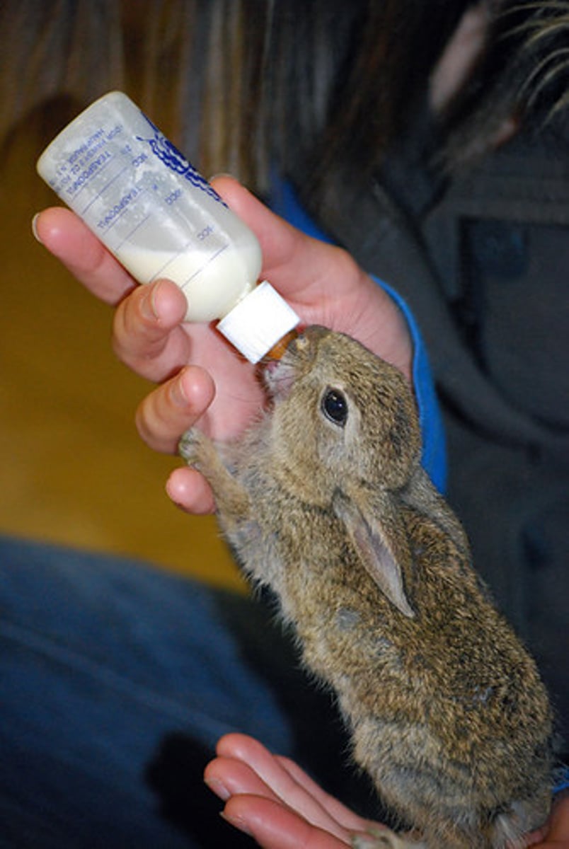 <p>to feed the rabbit</p>