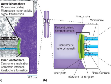 <ul><li><p>on outer surface of centromeres</p></li><li><p>sites where chromosomes attach to microtubules of mitotic spindle</p></li></ul><p></p>