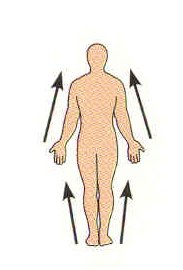 <p>Closer to the origin of the body part or the point of attachment of a limb to the body trunk; close to the the trunk (chest/core).</p><p><strong>*Only used to describe limbs.</strong></p>