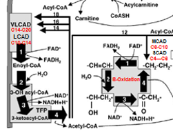 <ul><li><p>Most common FAOD and the first to be added to NBS</p></li><li><p>the meatbolism of C8-C10 length acyl-CoA Fatty Acid groups</p><ul><li><p>These can move freely acros the inner mitocondrial memebrane WITH OUT then eed for Carnatine complex (so no Acylcarantine needed</p></li></ul></li><li><p>Once inside,C8-C10 Acyl-CoAs →<strong><u> </u><em><u>*****BETA OXIDATION </u></em></strong><em><u>via MCAD</u></em><strong><em><u>****</u></em></strong>→ C4-C6 AcylCoAs  </p></li></ul><p>MCAD Deficiency = C8-C10 Buildup in blood and tissue + C8 Octanoyl Acycl Carainatase (Toxic)</p>