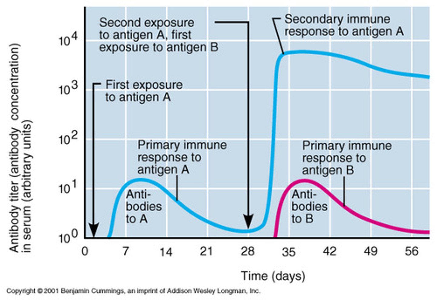 <p>(A) Primary, Secondary</p><p>That one week long phase where the B-cells are initially activated is called the Primary response, whereas any subsequent infection triggers the Secondary response, and is much quicker.</p>
