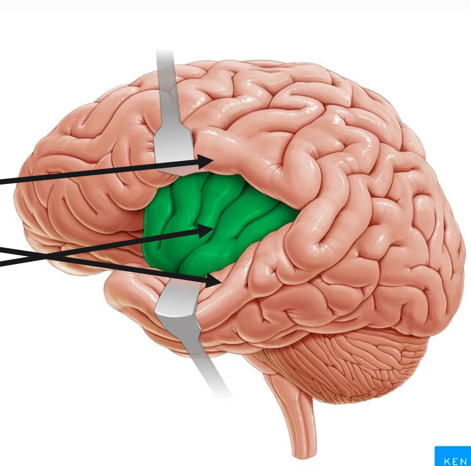<p>location of the insular lobe</p>
