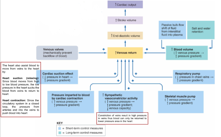 \

1. **Blood Volume in Venous system**

   Increase in Venous pressure = increase in pressure gradient

   \
   Influenced by: Bulk flow shift of fluid from interstitial fluid into plasma (into capillaries) and salt + water retention

   \
   \
2. **Respiratory Pump**

   Respiratory pump\*\*:\*\* Change of pressure from breathing

   \
   When breathing in, chest cavity expands and reduces pressure in chest cavity

   \
   This results in veins in chest cavity having low blood pressure thus blood moves from higher pressure to lower pressure, this forces blood in veins to be pumped to the heart

   \

\

3. **Skeletal Muscle Pump**

   Veins are surrounded by skeletal muscle

   \
   When skeletal muscle contract, they cause veins to contract thus pushes blood back to the heart

   \

\

4. **Venous Valves**

   Veins are the only blood vessels that have venous valves

   \
   Venous allow for flow of blood in one-direction back to the heart thus blood can’t flow backwards; they work with skeletal muscle to pump the blood in one direction

   \

\

5. **Increase Sympathetic vasocontraction**

   Constriction of veins result in high pressure in veins thus blood can only be returned to lower pressure area in the heart

   \
   \
6. **Cardiac Contraction**

   Since the circulatory system in a closed loop, the pressure from arteries expands into the veins to push blood into heart

   \
   \
7. **Cardiac Suction**

   Since blood moves from high to low blood pressure, the low pressure in the heart sucks the blood from veins to return to heart