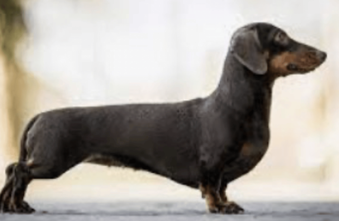 <p>what disease is this breed predisposed for?</p>