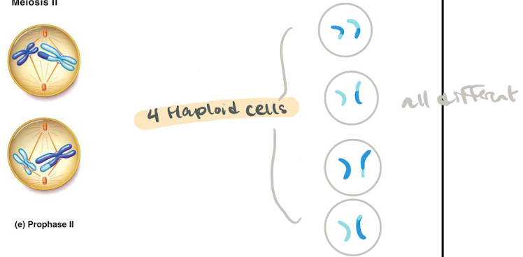<p>start with TWO habloid cells (2xn)</p><p>produces FOUR habloid cells (4xn)</p>