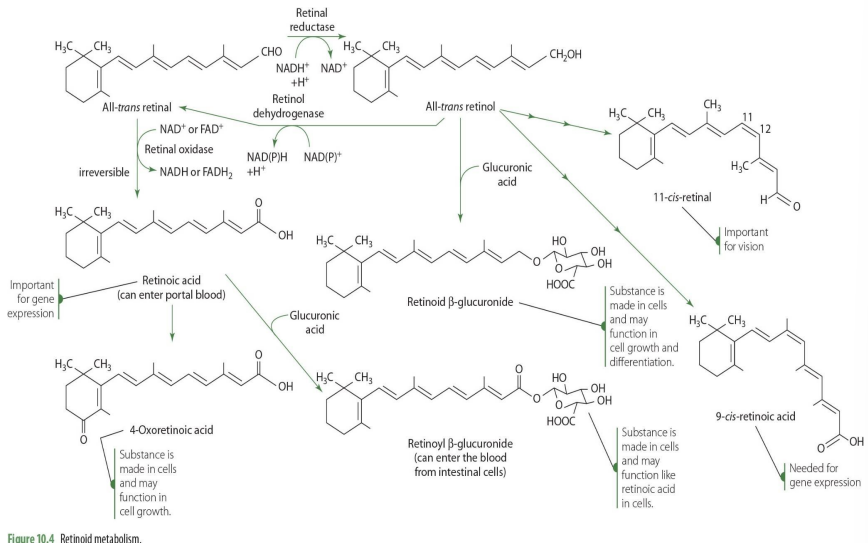 <p><span style="color: red;">retinal dehydrogenase (NADPH/ NADH)</span></p>